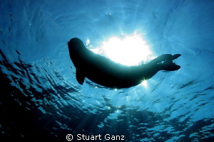 Hawaiian Monk seal bending around the sun. by Stuart Ganz 